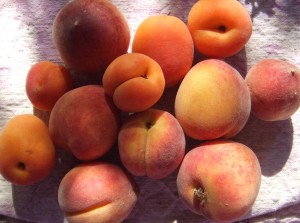 Summer peaches from Aravaipa Canyon Farms.
